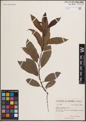 Foto von Salix discolor Muhl.